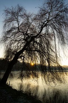 Weeping willow in winter by Dieter Walther