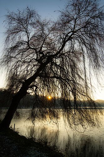 Weeping willow in winter