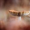 Fliegenpilz im Herbst von Janny Beimers