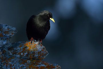 in het laatste avondlicht... Alpine Chough * Pyrrhocorax graculus * van wunderbare Erde