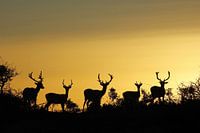 Nature, sunset, damherten