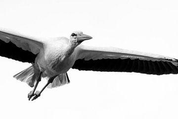 Storch im Flug schwarz-weiß