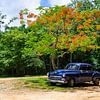 Blauwe oldtimer onder boom in Cuba van Jessica Lokker