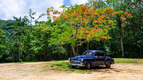Blauwe oldtimer onder boom in Cuba