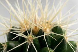 Cactus by Kimberly Zanting