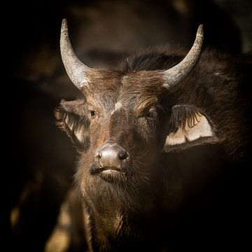 Büffeljunges von Omega Fotografie