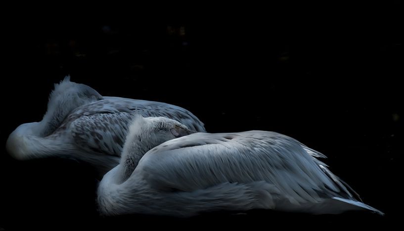 Pelicans by Hennie Zeij