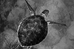Schildkröte