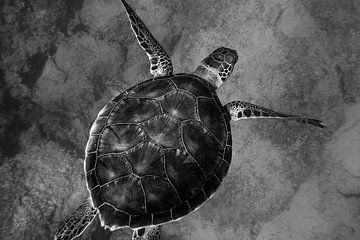 Schildpad van Walljar