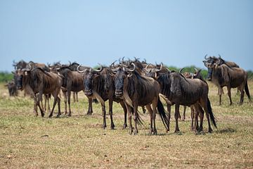 searching for a place to cross by Aline van Weert