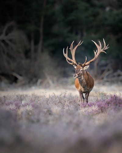 All Alone by Alex Pansier