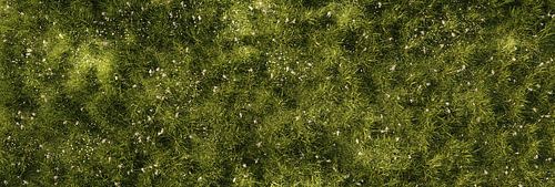 Prairie fleurie parsemée de pâquerettes et d'achillées, baignée par la lumière filtrée à travers les arbres sur Besa Art