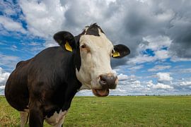 Koe met glimlach van Peter Beks