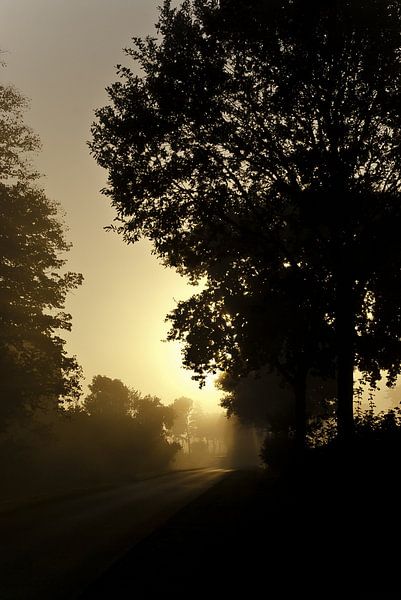 Brouillard matinal sur une route par Norbert Sülzner