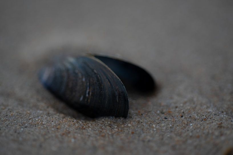 Musselshell in the surf by Marleen van Es