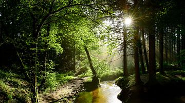 Wald mit Bach bei Sonnenschein von Günter Albers