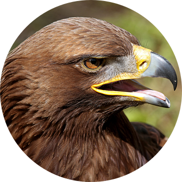 close up van een steenarend (golden eagle) van gea strucks