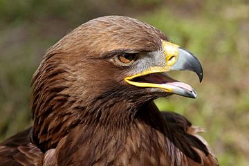 close up van een steenarend (golden eagle) van gea strucks