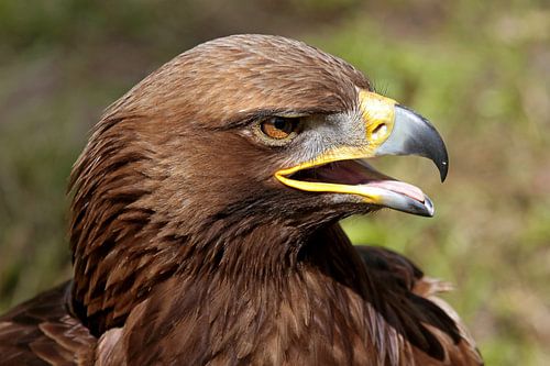 close up van een steenarend (golden eagle)