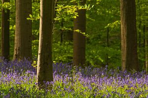 Forest springtime landscape with Bluebell flowers