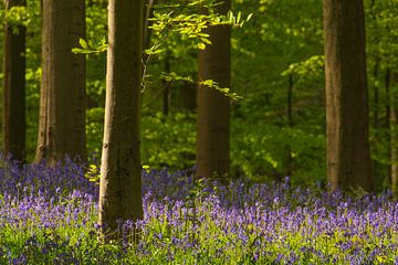 Wilde hyacinten bloemen in het bos in het voorjaar