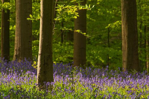 Wilde hyacinten bloemen in het bos in het voorjaar