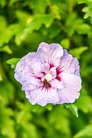 Paarse bloem met bij