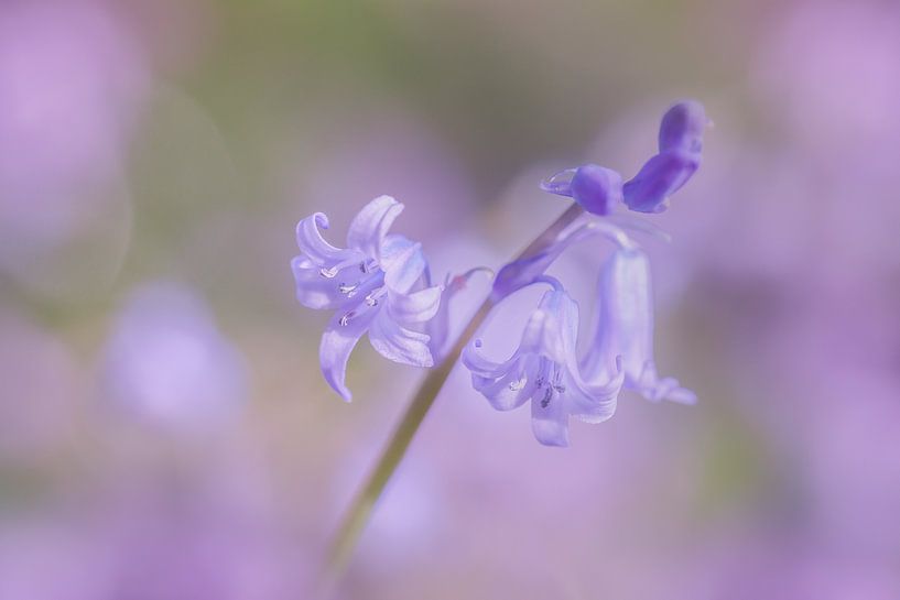 Boshyacint in de bloei par Karla Leeftink