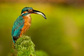 Eisvogel, der im Wurf fotografiert wurde. von Jeroen Stel