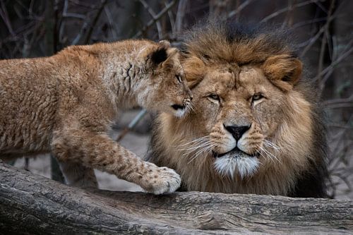 Vater Löwe mit Jungtier