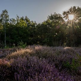 Bloeiende heide van Marina Bruijnzeel