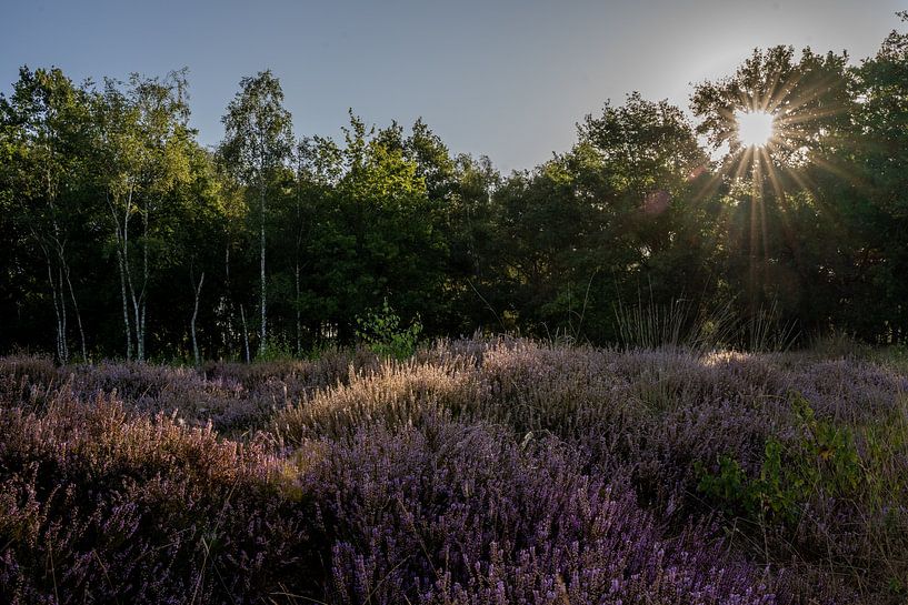 Bloeiende heide van Marina Bruijnzeel
