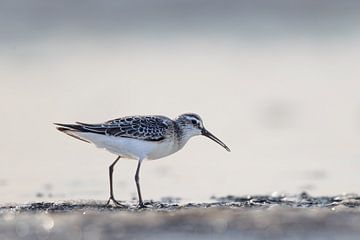 Sichelstrandläufer (Calidris ferruginea) von Dirk Rüter