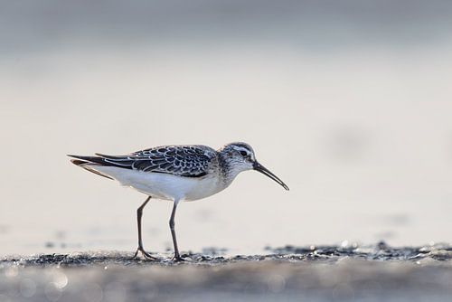 Oeverloper (Calidris ferruginea)