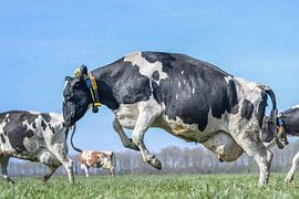 jumping cow by Vera van Praag Sigaar