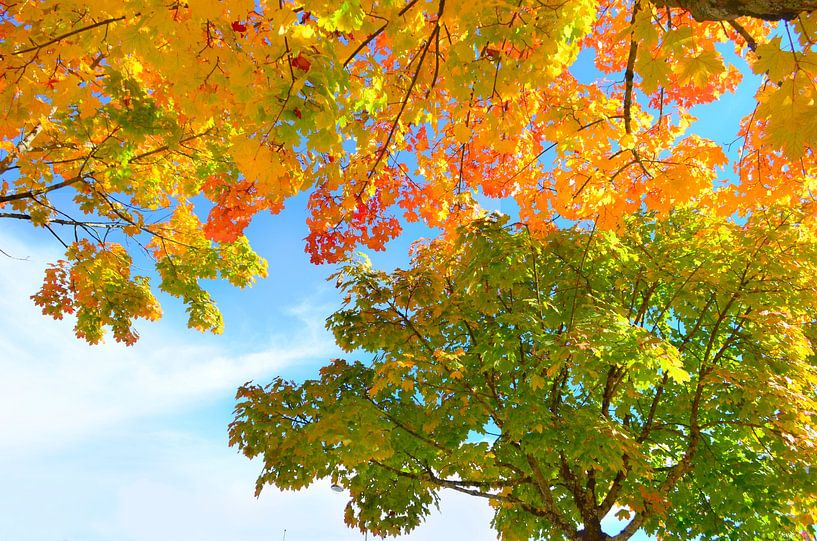 Herfstkleuren van Corinne Welp