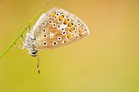 Common Blue resting on blade of grass.