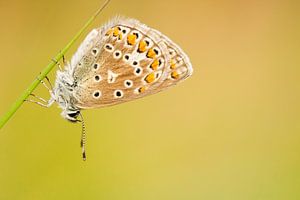 Vlinder rust op grasspriet van Caroline Piek