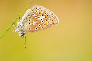 Common Blue resting on blade of grass. sur Caroline Piek