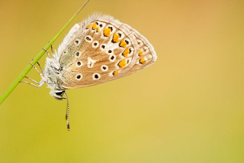 Vlinder rust op grasspriet van Caroline Piek