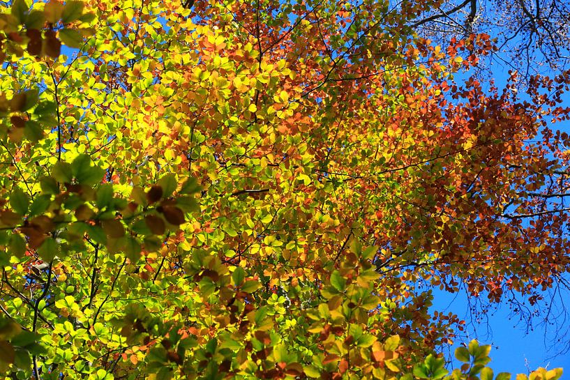 Beech by Thomas Jäger