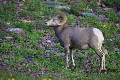 Bighorn Sheep Glacier National Park Montana USA