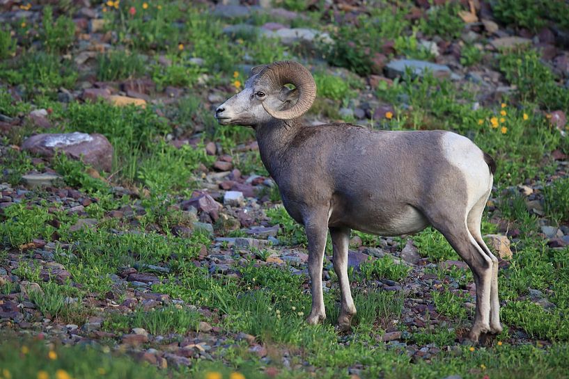 Bighorn Sheep Glacier National Park Montana USA by Frank Fichtmüller