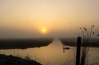 Zwaan tijdens een mistige zonsopkomst