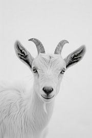 Goat in black and white by Poster Art Shop