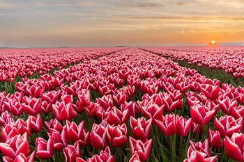 Champs de tulipes sur Goeree-Overflakkee