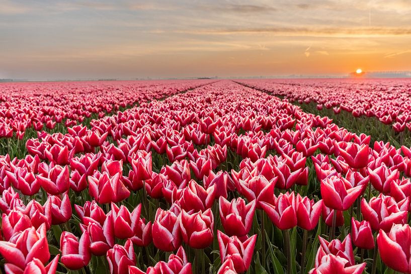 Tulpenfelder auf Goeree-Overflakkee von Wessel Dekker