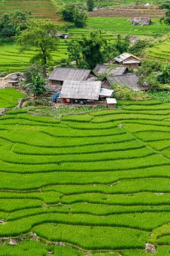 Rijstvelden in Vietnam van Richard van der Woude