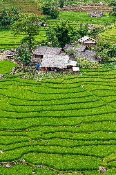 Les champs de riz au Vietnam par Richard van der Woude