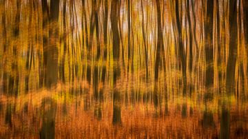 Abstract Forest by Erik Veldkamp